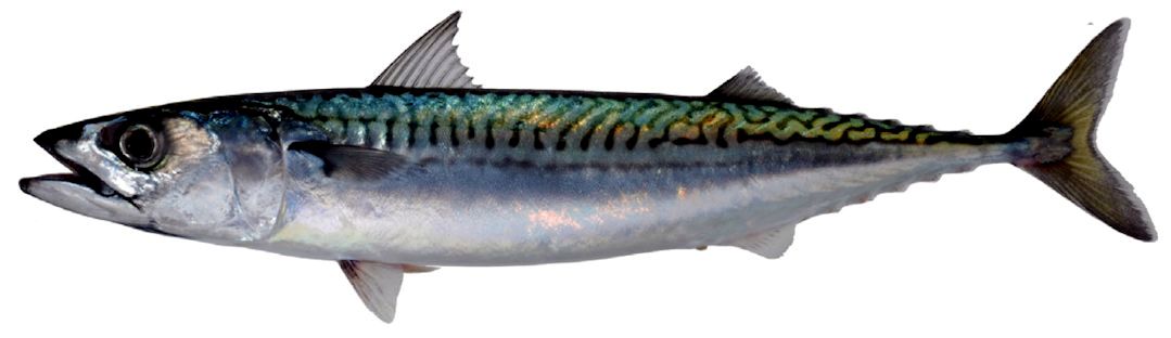 Scomber scombrus_04.jpg